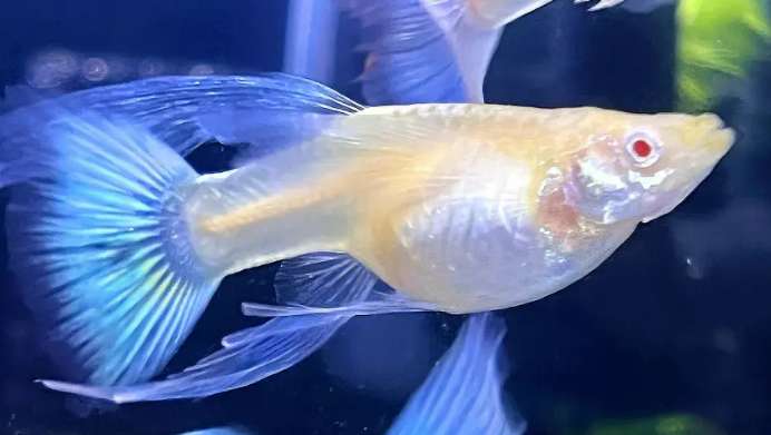 Guppy miscarriage will give birth to stillborn fetuses