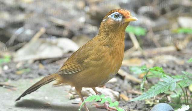 Benefits of feeding blackbirds with chicken feed