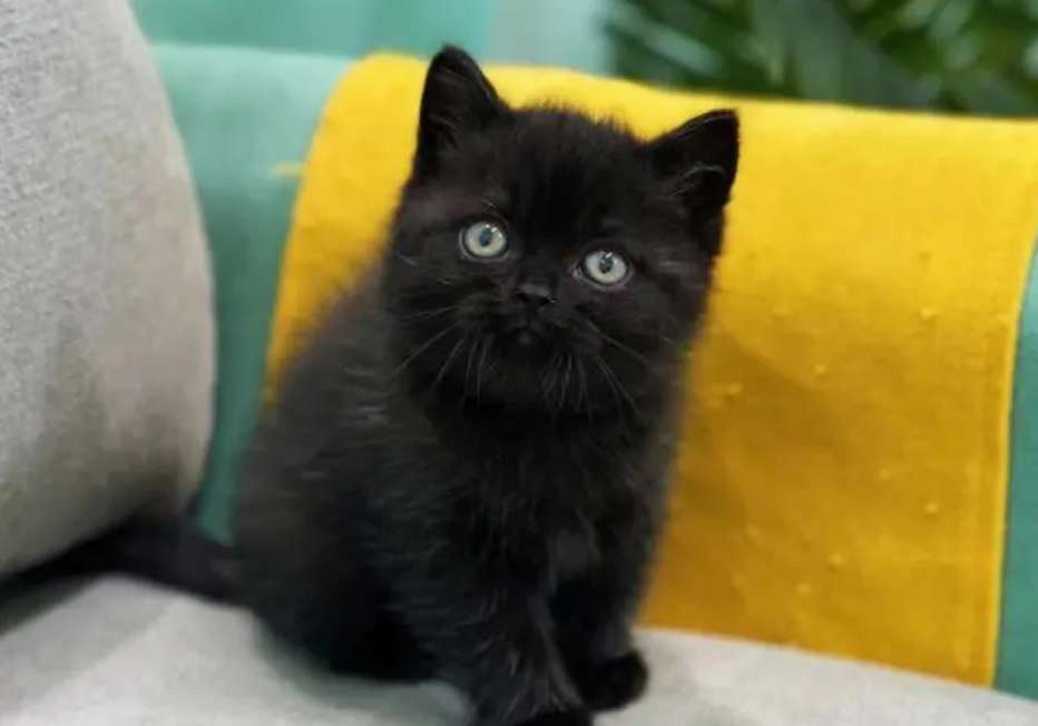 How much does a pure black British short green eye cat cost