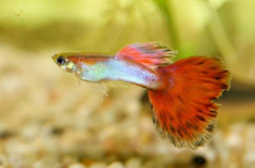 Three things to avoid when raising guppies