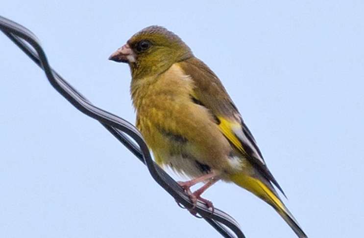 At what age does a goldfinch start calling?