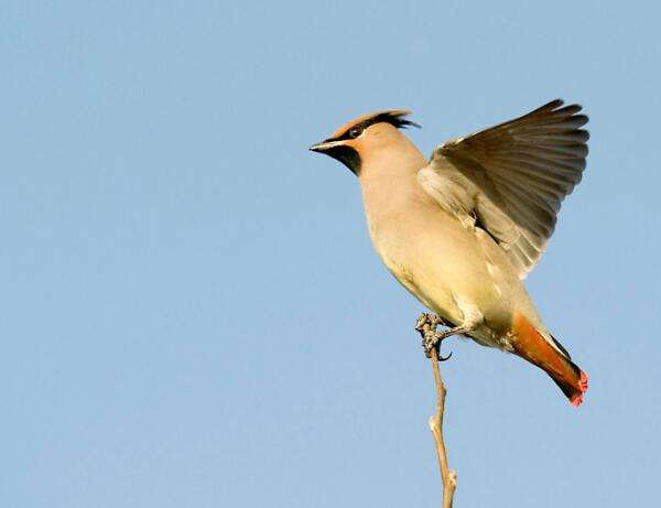 Did you pick up a waxwing?