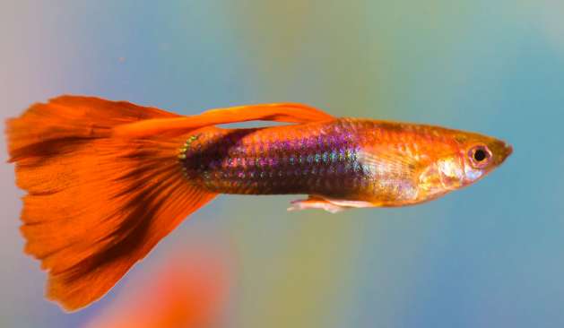 Guppies die when they are about to give birth to baby fish 