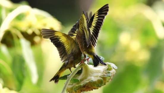 What kind of goldfinch is the best?