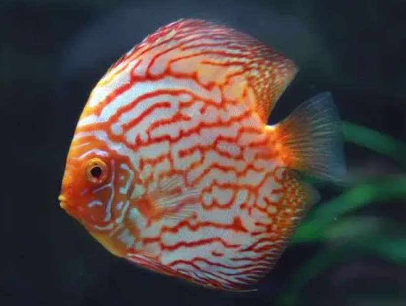 Discussive Angelfish Medication Encyclopedia