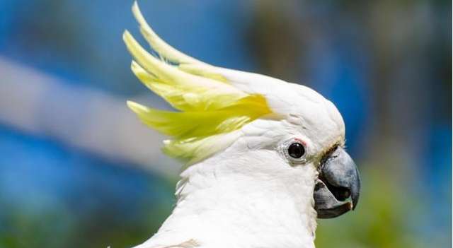 Sunflower Cockatoo Species