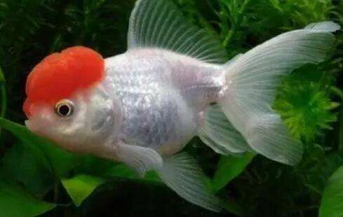 I don’t dare to raise Heding red goldfish anymore