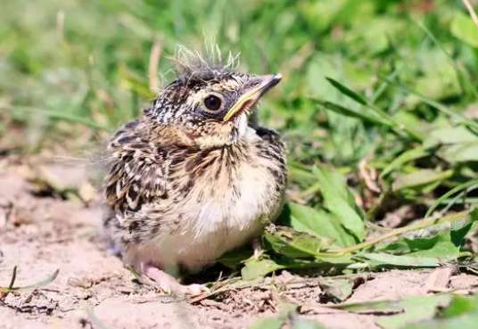 The secret recipe for the old wild skylark's cry