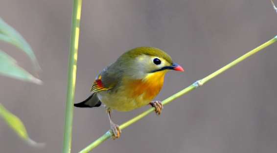 Comparison picture of the difference between male and female lovebirds