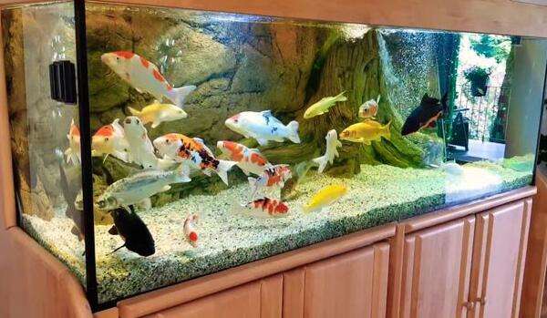 Five Tips for Raising Koi in a Tank