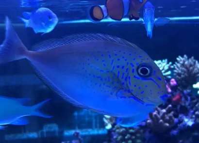 Can blue dots transform in a tank?