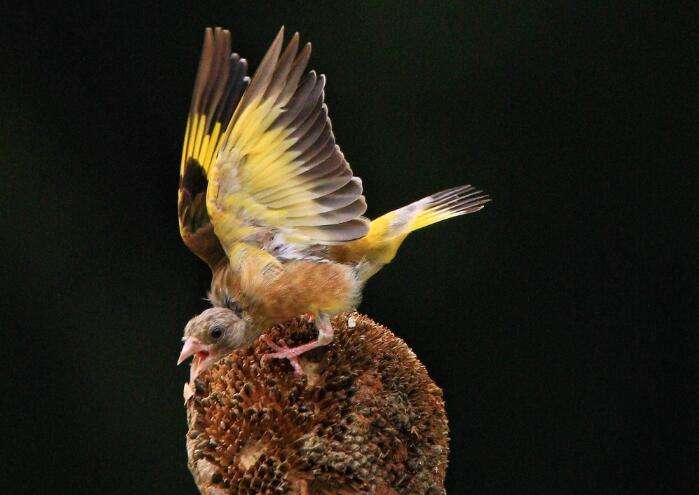 Real picture of golden-winged bird