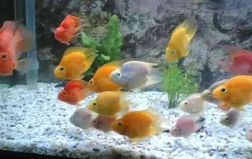 Raising The 7 most taboo things for parrot fish