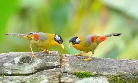 A pair of lovebirds, male and female