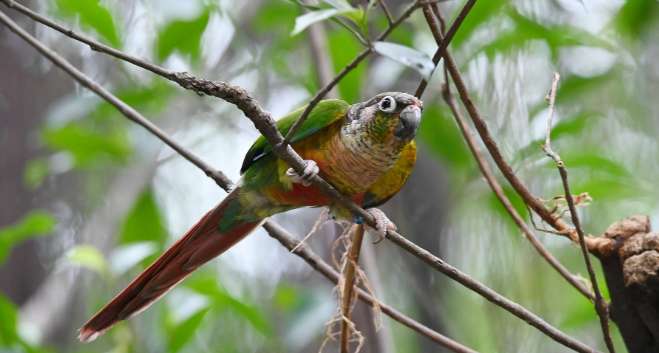 Parrot Green-cheeked Conure costs more