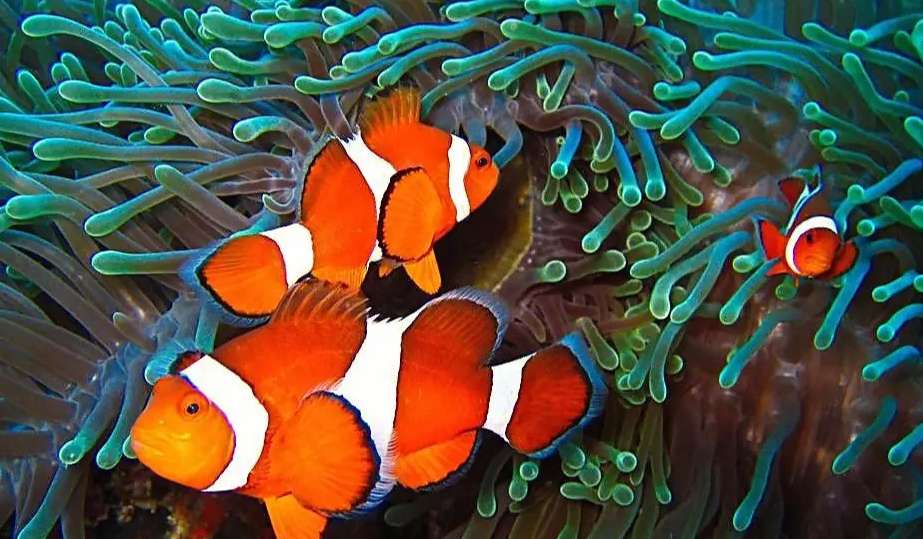 Clownfish fish food recommendation