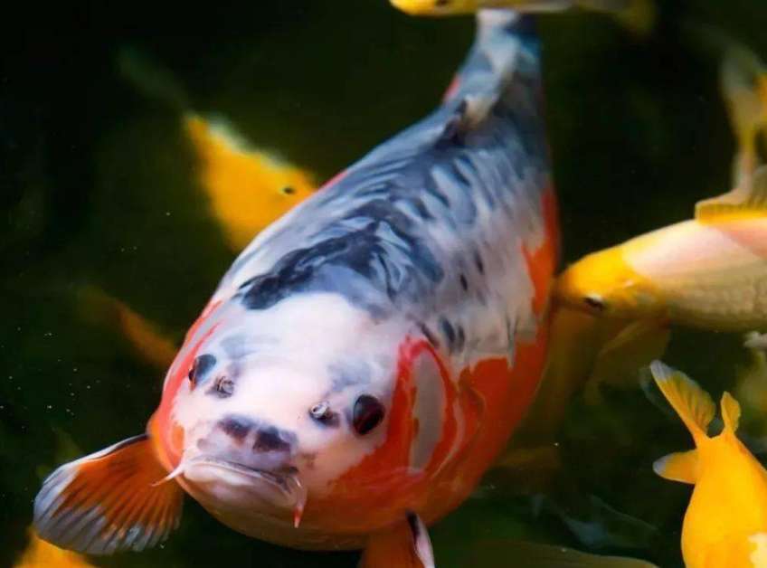 Basic tutorial on raising koi for beginners