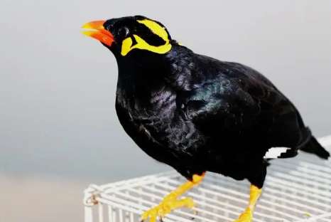 Talking Myna transfer