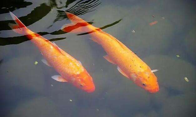 How old is the koi fish to have spirituality?