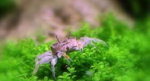 Can mini cherry crabs be kept in deep water?