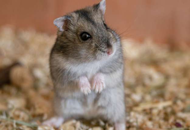 How to distinguish male and female hamsters by looking at their tails