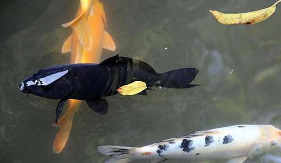 Why do you need a black koi carp?