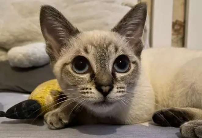 Siamese cats have tiger stripes