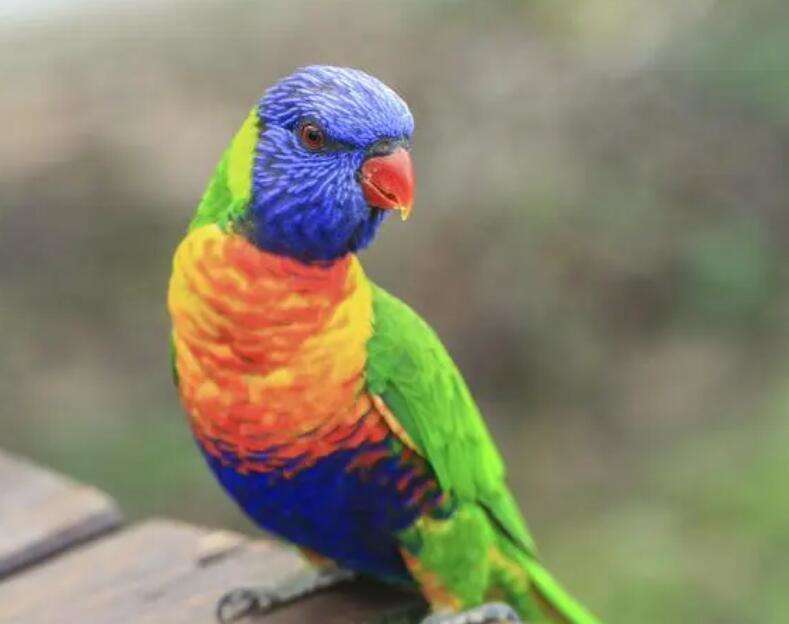 Market price of lorikeets