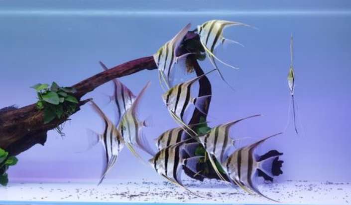 Cross-infection symptoms of Egyptian Angelfish