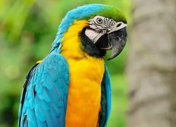 How many years does it take for a blue and gold macaw to reach sexual maturity?