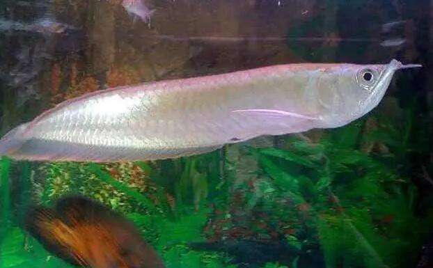 Silver Arowana costs tens of thousands yuan each