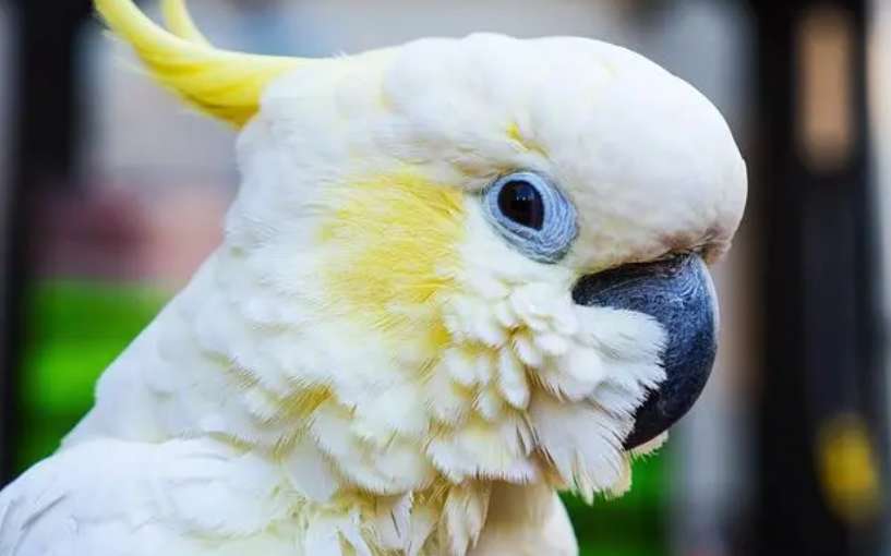 Why It is forbidden to raise the Great White Cockatoo in China