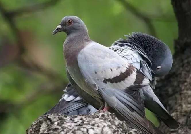 How long is the sentence for a wild pigeon?