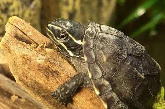 How many musk turtles can be kept in a 40-tank tank?