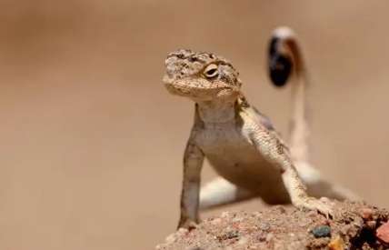 How long does a curly-tailed lizard live? Pictures