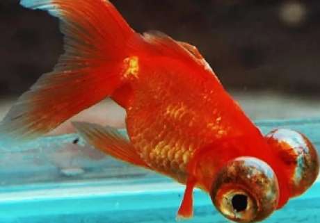 It is easier for a goldfish to survive alone