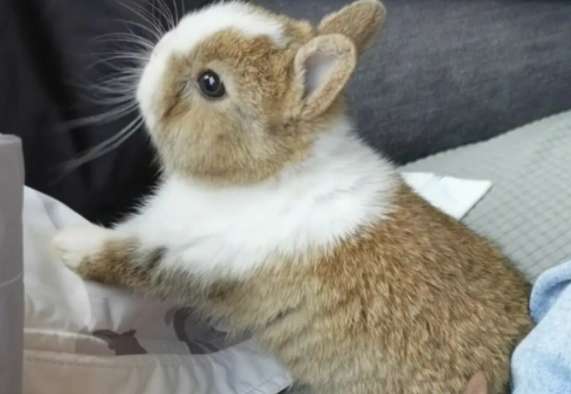 Ten taboos when raising dwarf rabbits