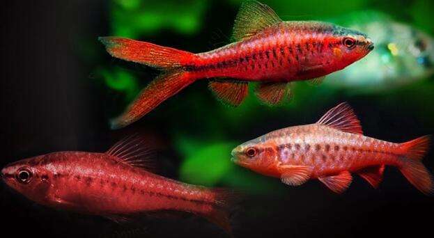 Cherry lantern fish gives birth to small fish during spawning