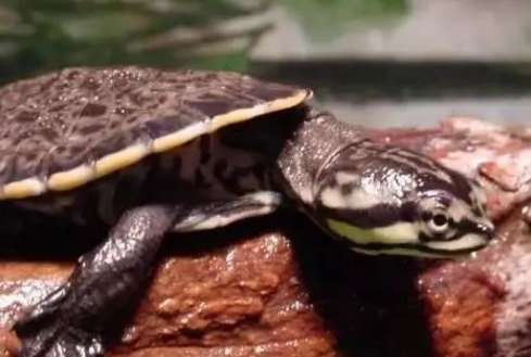 Baidu Encyclopedia of Flower-faced Toad-head Turtle