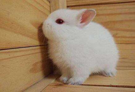 Picture of a red-eyed white dwarf rabbit growing up