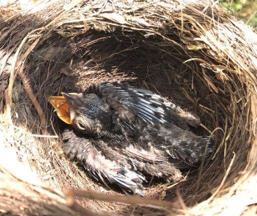 Is it okay for a blackbird to build a nest on the windowsill?