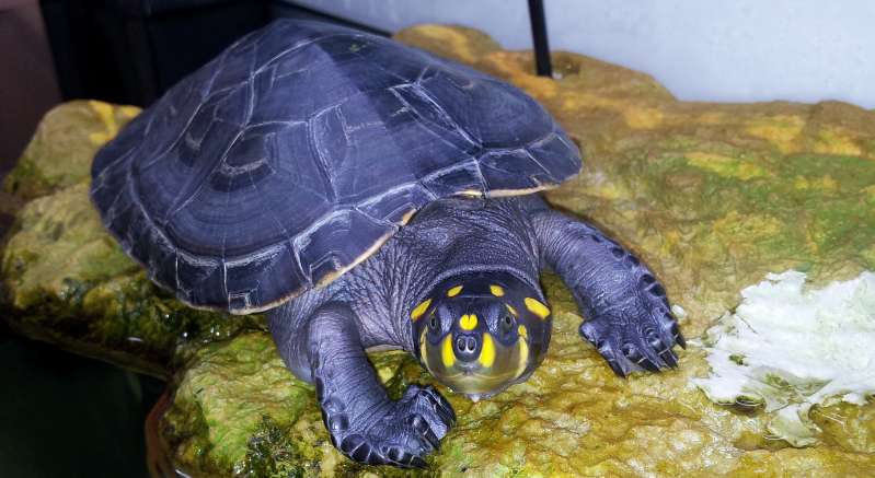 Yellow-headed side-necked turtle cancels national second-level protection