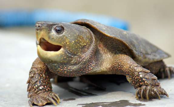 Pictures of wild hawkbill turtle weighing more than five kilograms
