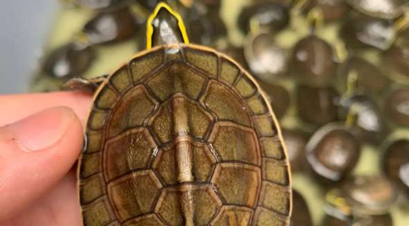 Semi-aquatic turtle price ranking
