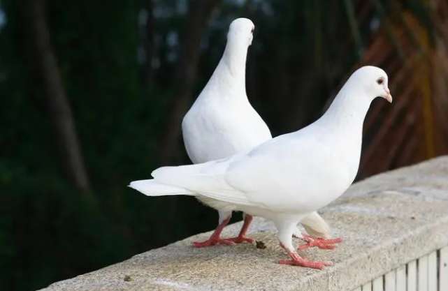 Can men eat pigeons to supplement their sexual function?
