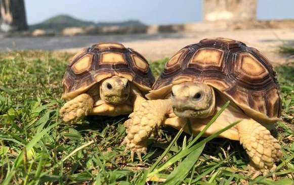 Four types of tortoises to be released soon