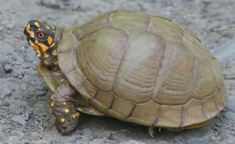 Pictures of the best three-toed box turtle