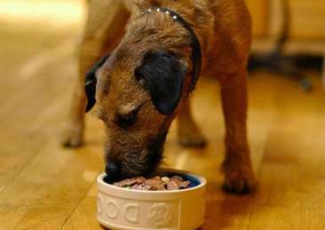 How to judge the quality of dog food
