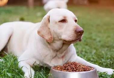 How to judge the advantages and disadvantages of dog food