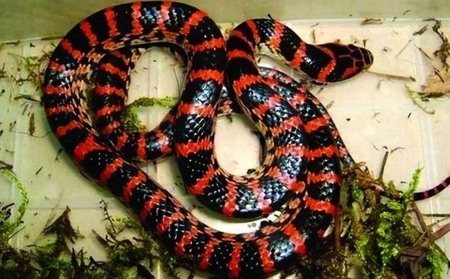 What kind of snake is the Hubei midnight snake?